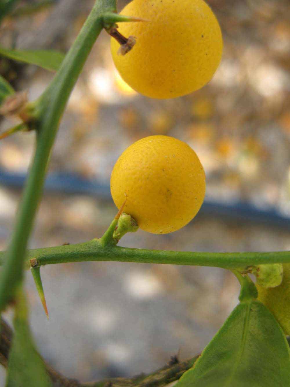            Fruit (Winter Haven, FL)   